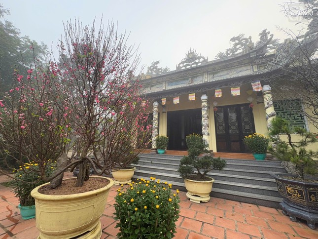 Hoa đào khoe sắc