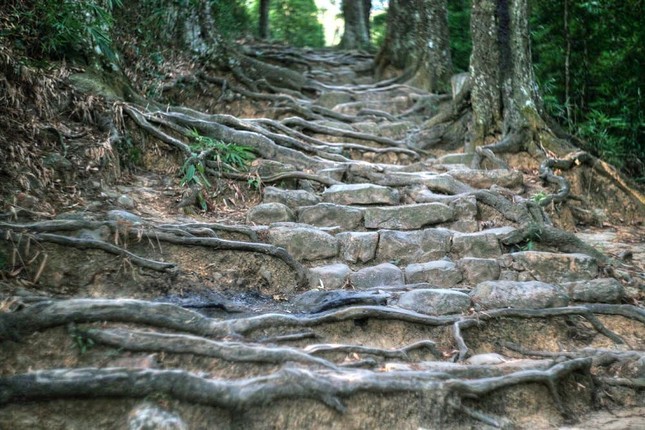 Các cây xích tùng cổ ở Yên Tử có đường kính gốc từ 0,3-1,1 mét, chiều cao từ 5-24 mét. Dọc theo con đường gập ghềnh, những bộ rễ tùng cổ thụ trồi lên khỏi mặt đất, đan quyện với những phiến đá lát đường có tuổi đời hàng thế kỷ