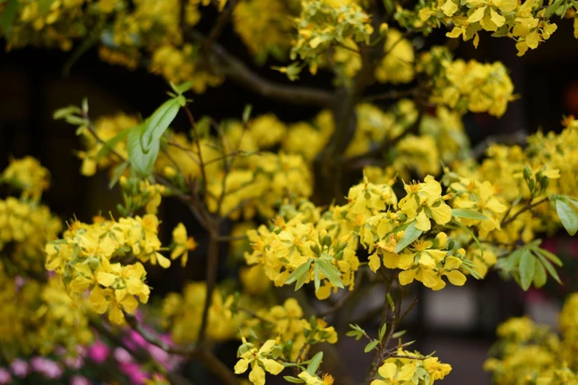 Mai vàng luôn là biểu tượng Tết của xứ Huế