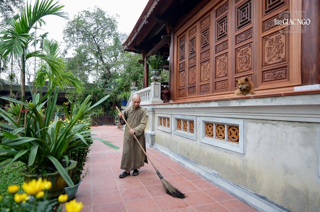 Thượng tọa Thích Hải Đức, giám tự chùa Diệu Đế đang quét dọn khuôn viên chùa đón Tết