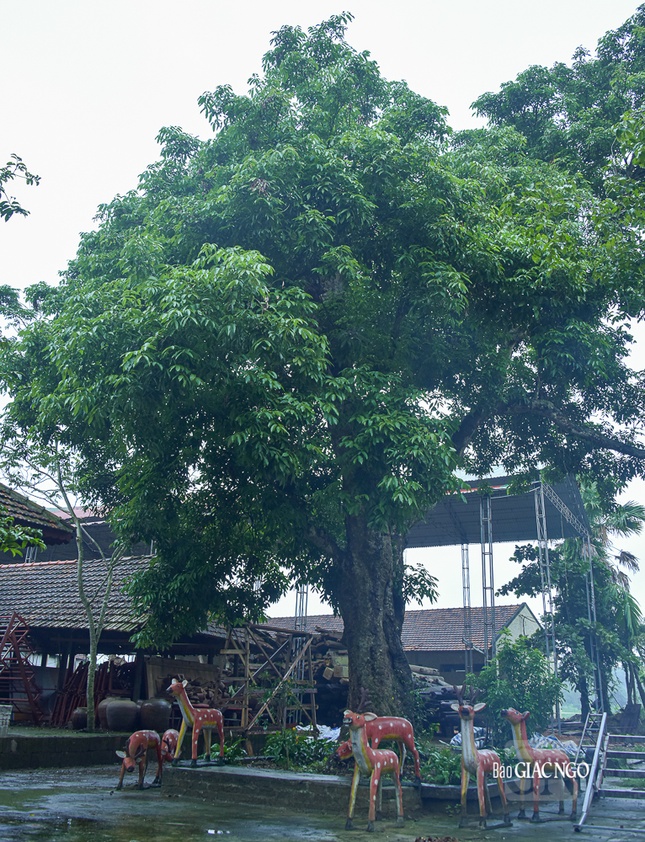 Cây vải cổ thụ có tuổi đời gần 300 năm được cho là do chính tay danh y Hải Thượng Lãn Ông Lê Hữu Trác trồng