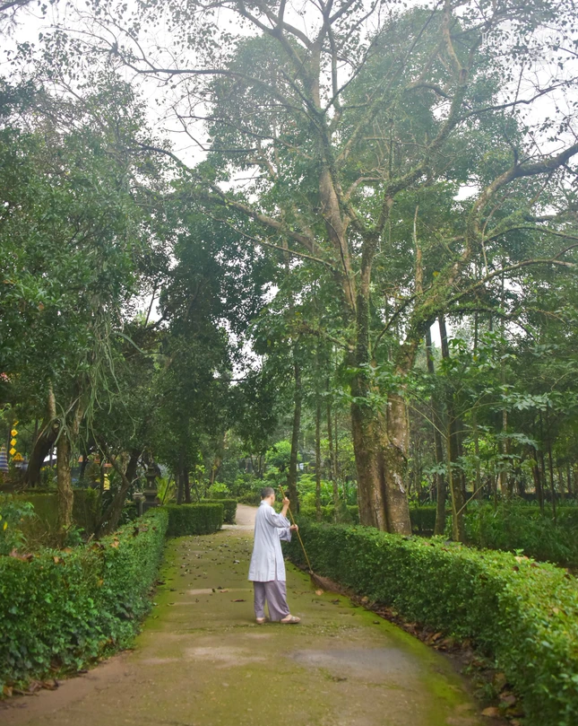 Từ sáng sớm, chư Tăng chùa Bảo Lâm đã thực hiện chấp tác, dọn dẹp khuôn viên chùa