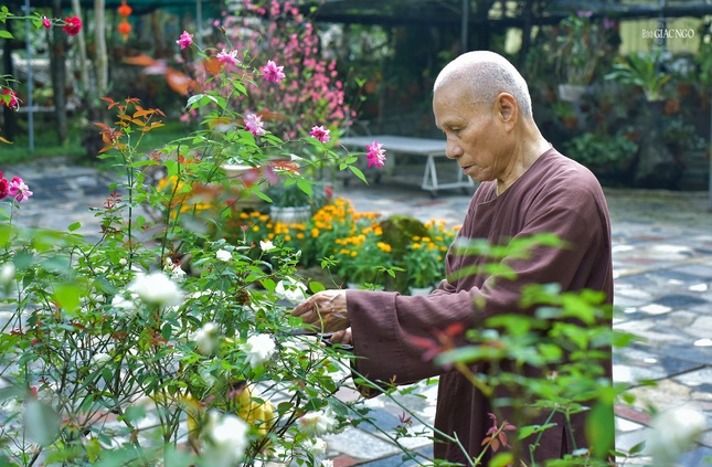 Trưởng lão Hòa thượng Thích Giác Quang, Phó Pháp chủ Hội đồng Chứng minh lặng lẽ chăm sóc vườn hoa sau chùa