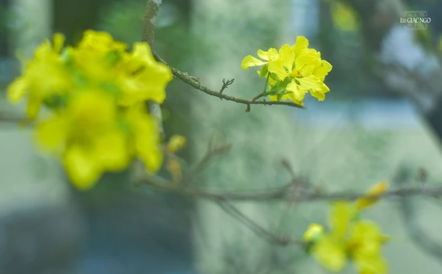 Hoa mai là loại hoa thường thấy trong các ngôi chùa xứ Huế vào dịp Tết. Loài hoa này nở vào mùa xuân và biểu trưng cho cái đẹp, sự cao thượng và khởi phát trong năm mới