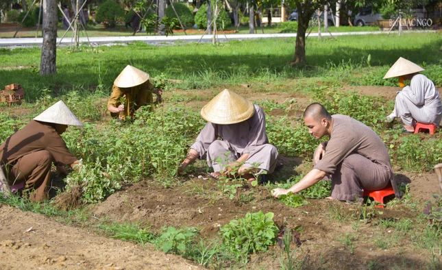 Trồng rau để cung cấp thực phẩm cho đại chúng
