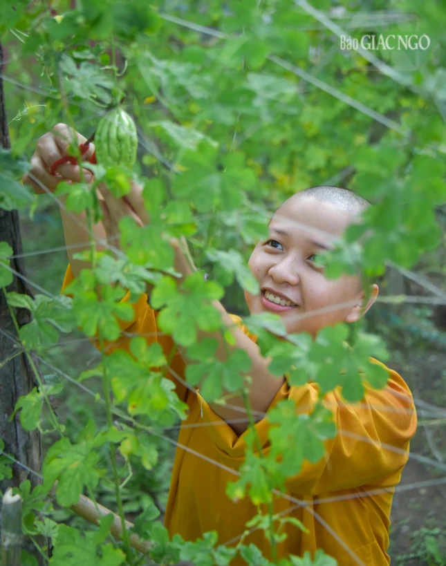 Niềm vui thu hoạch