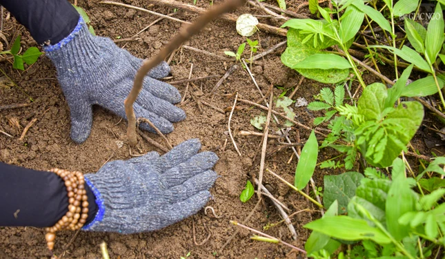 Gieo mầm xanh tương lai