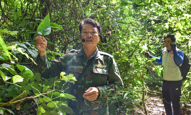Cán bộ kiểm lâm giới thiệu một loại lá rừng có thể dùng làm thực phẩm đến các bạn trẻ