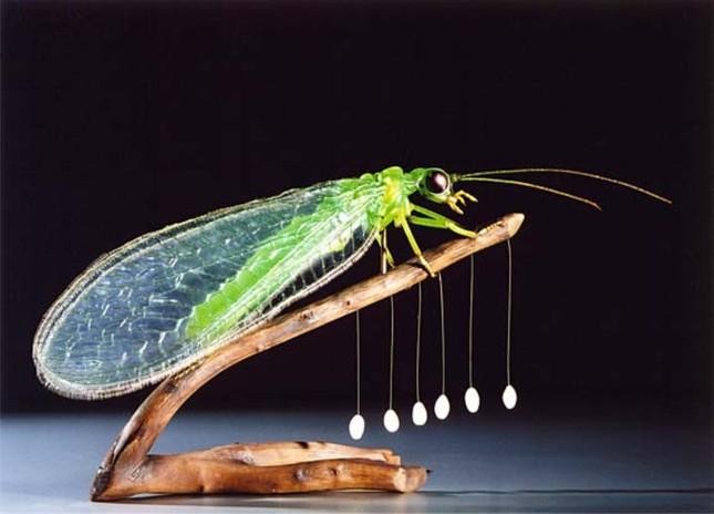 Bọ Lacewing và trứng khá giống với "hoa" lạ Bọ Lacewing và trứng khá giống với "hoa" lạ