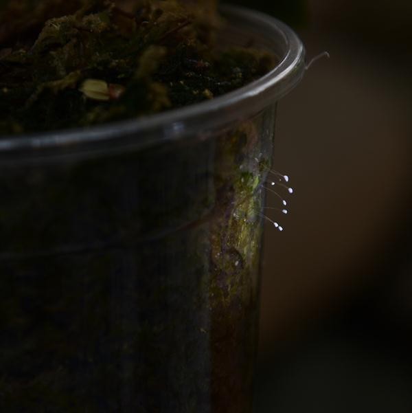 "Hoa lạ" mọc trên thành chậu lan ở chùa Bách Môn (Bắc Ninh) được cho là hoa "Ưu đàm" - Ảnh: C.K