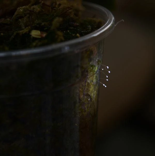 "Hoa lạ" mọc trên thành chậu lan ở chùa Bách Môn (Bắc Ninh) được cho là hoa "Ưu đàm" - Ảnh: C.K "Hoa lạ" mọc trên thành chậu lan ở chùa Bách Môn (Bắc Ninh) được cho là hoa "Ưu đàm" - Ảnh: C.K