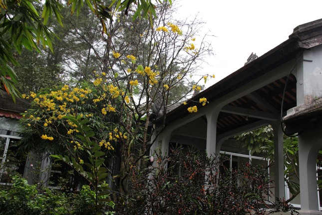 Mai vàng bên thất Lắng Nghe