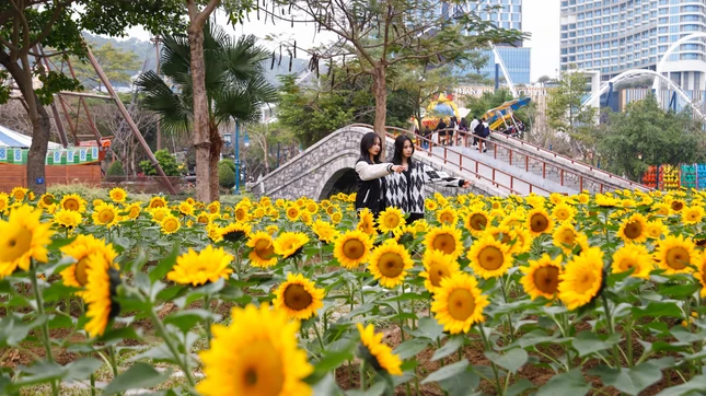 Hoa hướng dương khoe sắc tại Sun World Hạ Long