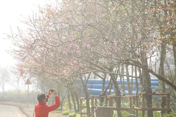 Xuân về, hoa đào khoe sắc dọc lối đi vào Nhà ga cáp treo Fansipan