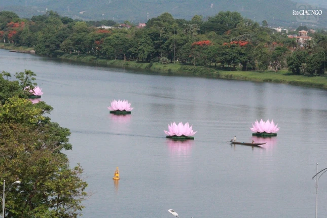 Từng đóa sen được định vị giữa dòng sông Hương theo thiết kế và phân bố trước đó