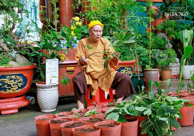 Hình ảnh giản dị quen thuộc của Trưởng lão Hòa thượng Thích Thanh Sơn tại tổ đình Vạn Thọ, Q.1, TP.HCM - Ảnh: Quảng Đạo