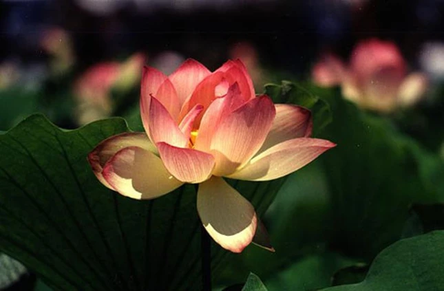 Ái ngữ, chánh ngữ thì lời nói cũng tỏa hương như hoa sen - Ảnh minh họa