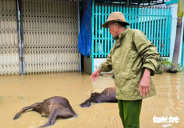 Ông Phạm Công Toàn ở phường Đô Vinh bị chết 13 con bò, mất trắng gia sản. Ông Phạm Công Toàn ở phường Đô Vinh bị chết 13 con bò, mất trắng gia sản.