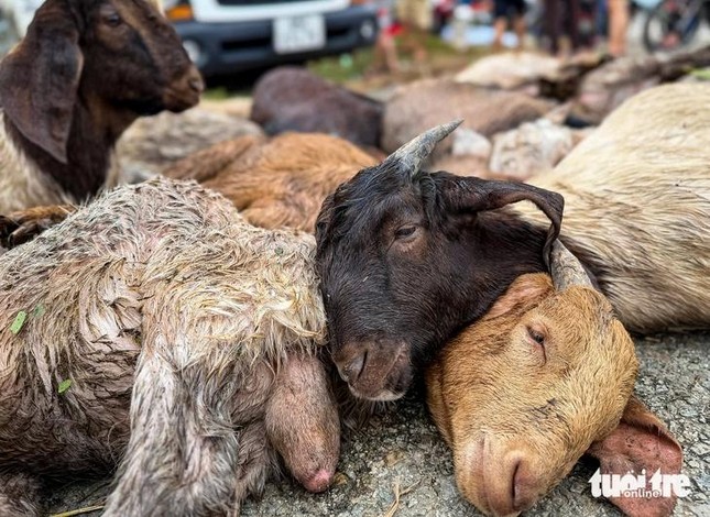 Gia sản của nhiều nông dân bị thiệt hại theo dòng nước.