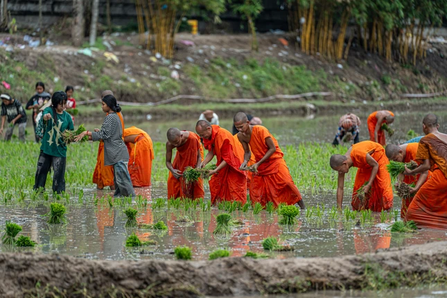 Từng bụi mạ được cấy xuống ruộng bằng những đôi tay của chư Tăng và người dân địa phương