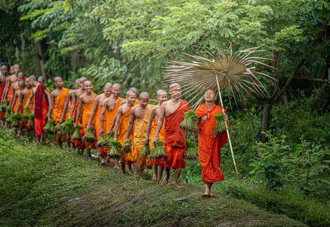 Chư Tăng chùa Rô mang mạ ra đồng trong sinh hoạt cấy mạ truyền thống của đồng bào Khmer