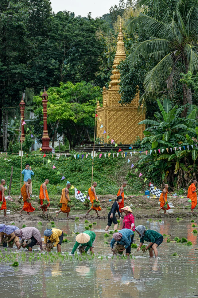 Giữa ruộng nước, hình ảnh các sư cùng người dân lao động tạo nên nét sinh hoạt mộc mạc của Phật giáo Nam tông Khmer