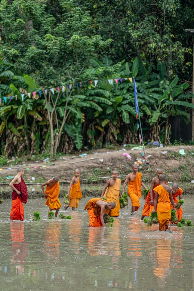 Giữa ruộng nước, hình ảnh các sư cùng người dân lao động tạo nên nét sinh hoạt mộc mạc của Phật giáo Nam tông Khmer