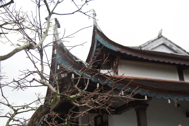 Thời tiết không thuận lợi khiến hoàng mai không kết hoa dẫu đã cuối tháng Chạp