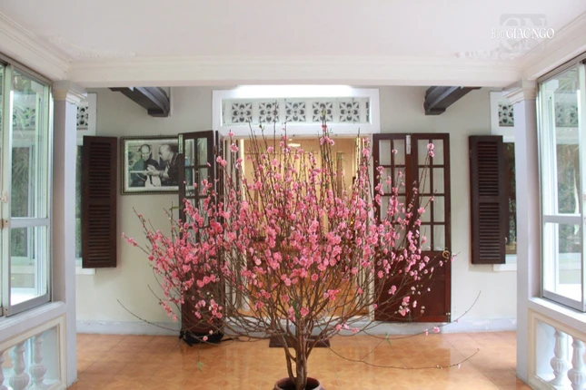 Sắc đào rực rỡ trong không gian thất Lắng Nghe - nơi an dưỡng của cố Thiền sư Thích Nhất Hạnh tại tổ đình Từ Hiếu