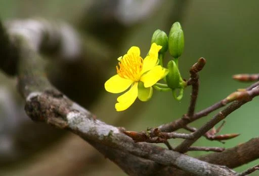 Cội mai già Cội mai già