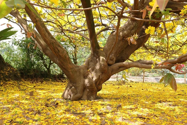 Gốc cây mai 80 tuổi