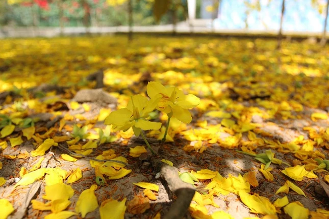 Hoa mọc từ rễ cây