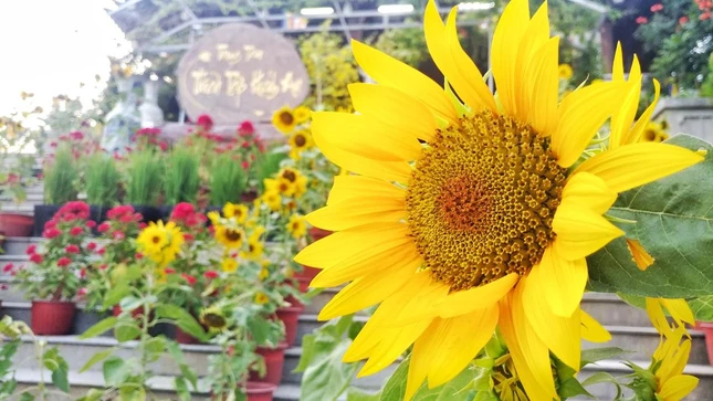 Hoa nở đón xuân ở tu viện Khánh An - quận 12, TP.HCM