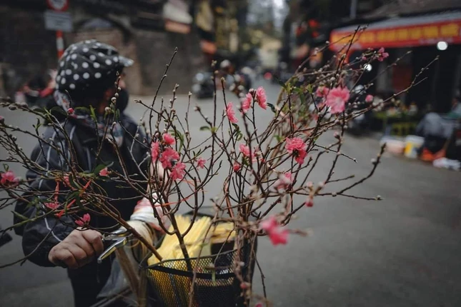 Những nhành đào báo hiệu Tết đến - Ảnh Bùi Hồng Phúc