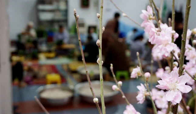 Sắc hoa đào làm nên tháng Chạp vui tươi