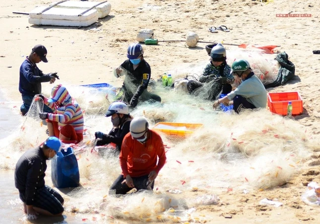 Thu hoạch cá ở làng biển Vũng Rô