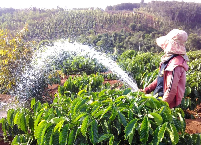 Phụ nữ cũng vất vả trong mùa tưới cà phê Phụ nữ cũng vất vả trong mùa tưới cà phê