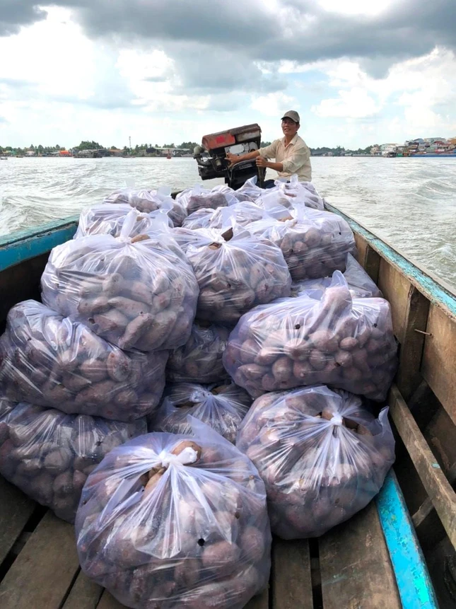 Khoai lang rớt giá, tiền bán khoai không bù nổi tiền công và vận chuyển Khoai lang rớt giá, tiền bán khoai không bù nổi tiền công và vận chuyển