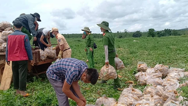 Thu hoạch nông sản chuyển đến TP.HCM và các tỉnh thành