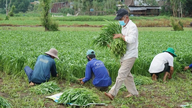 Mỗi ngày lượng rau muống có thể cung cấp cho các nơi từ 2 - 4 tấn