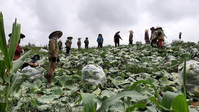 Phật tử Đắk Nông chung tay thu hoạch bắp cải gởi đến người dân TP.HCM
