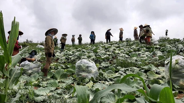 Phật tử Đắk Nông chung tay thu hoạch bắp cải gởi đến người dân TP.HCM