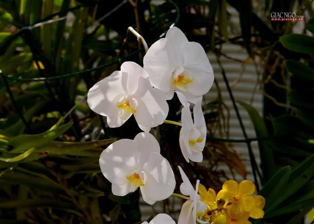 Sắc hoa bung nở trong nắng xuân Sắc hoa bung nở trong nắng xuân