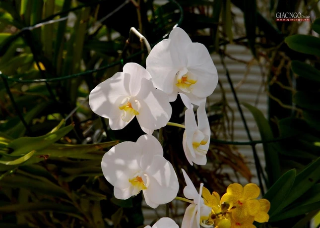 Sắc hoa bung nở trong nắng xuân