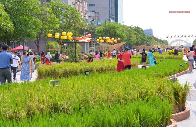 Ruộng lúa ngày mùa Ruộng lúa ngày mùa