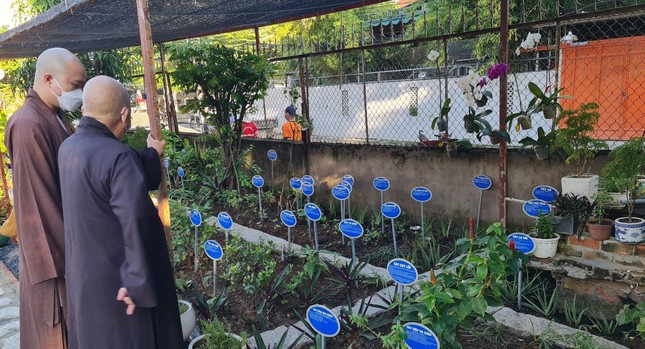 Vườn ươm cây thuốc Nam tại chùa An Hòa Vườn ươm cây thuốc Nam tại chùa An Hòa