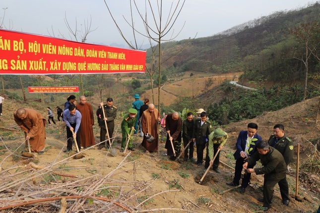 Trồng những cây quế đầu tiên