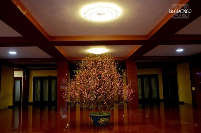 Sắc hoa đào trong không gian tĩnh lặng tại sảnh trước Việt Nam Quốc Tự