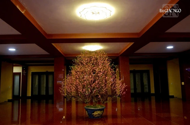 Sắc hoa đào trong không gian tĩnh lặng tại sảnh trước Việt Nam Quốc Tự