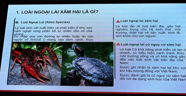 Loài ngoại lại không thả ra môi trường